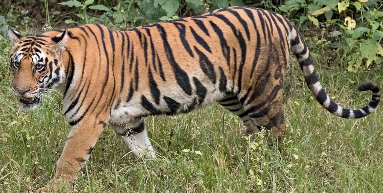 Tiger