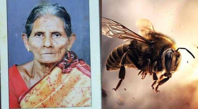 Woman dies after being stung by a bee