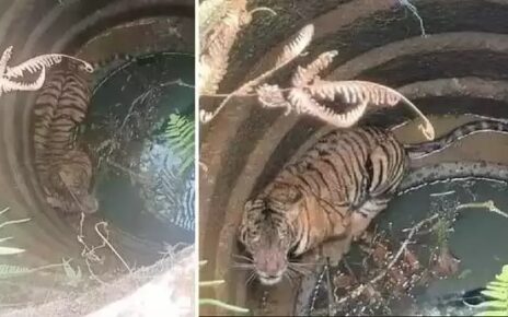 tiger fell into a well