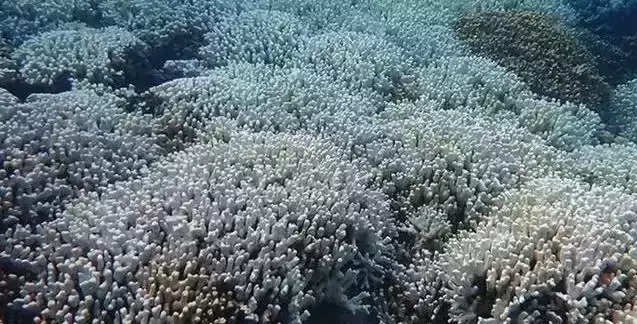 Coral reefs