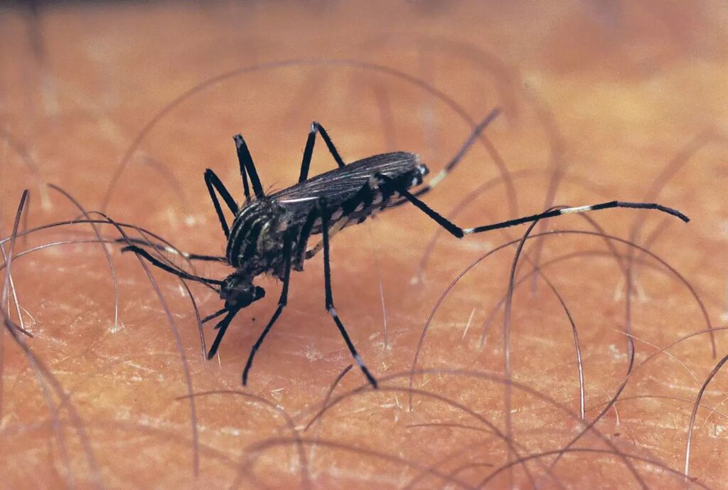 West Nile fever