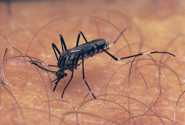 West Nile fever