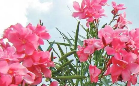 Oleander